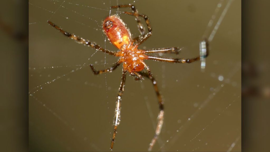 Spinnen jagen op honderden prooien