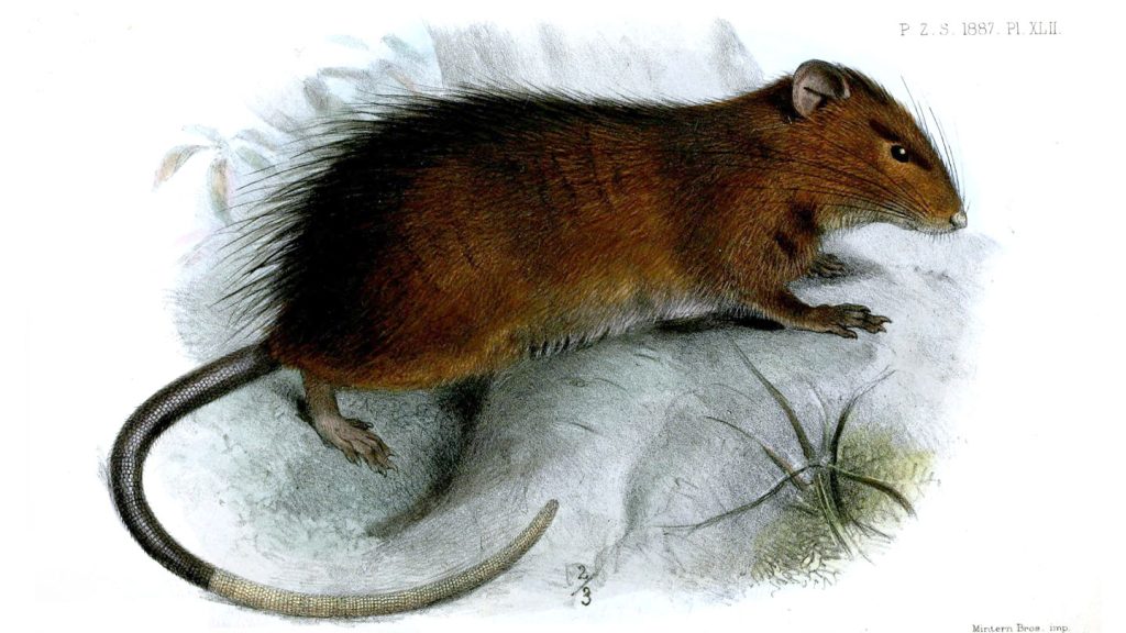Uitgestorven rat vertoont limieten van CRISPR voor het doen herleven van soorten