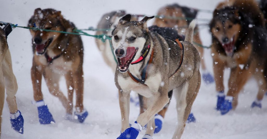 Klimaatverandering, COVID doemt op bij de 50e jaarlijkse Iditarod-hondenrace in Alaska