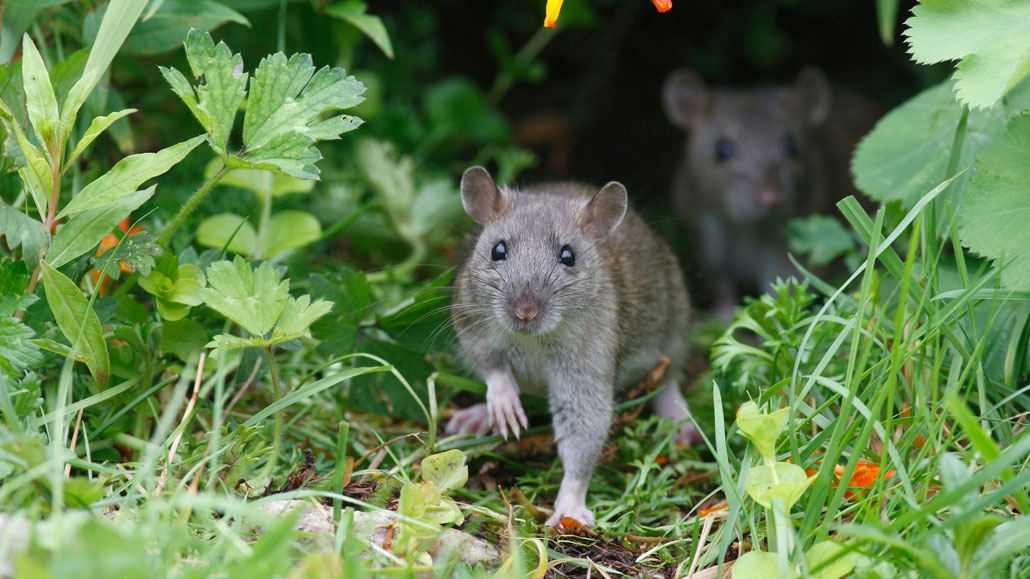 Foto van twee Noorse bruine muizen in het gras