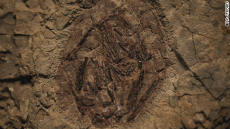 Het ei van een pterosauriër dat in Tanis is ontdekt, is het enige dat in Noord-Amerika is gevonden.