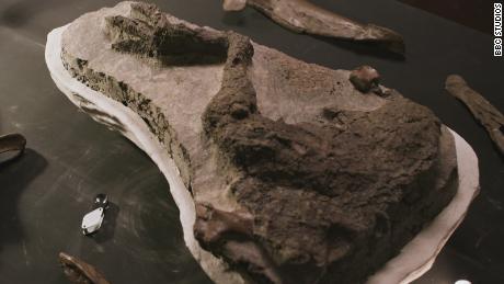 Het fossiel van het been van Thescelosaurus nadat het was opgegraven.