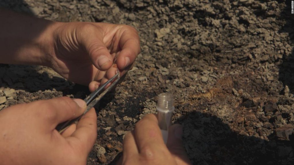Een deel van de asteroïde die de dinosauriërs heeft gedood, is mogelijk gevonden in barnsteen