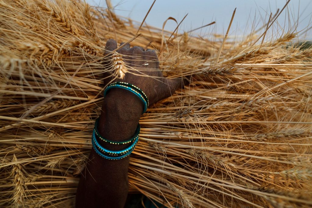 India verbiedt export van tarwe na krapte in aanbod