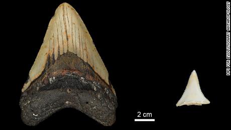 Fossiele tanden onthulden dat het Grote Ei mogelijk de grootste haai ooit heeft uitgeroeid