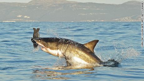 Is de grote witte haai echt uit de wateren van Kaapstad verdwenen?