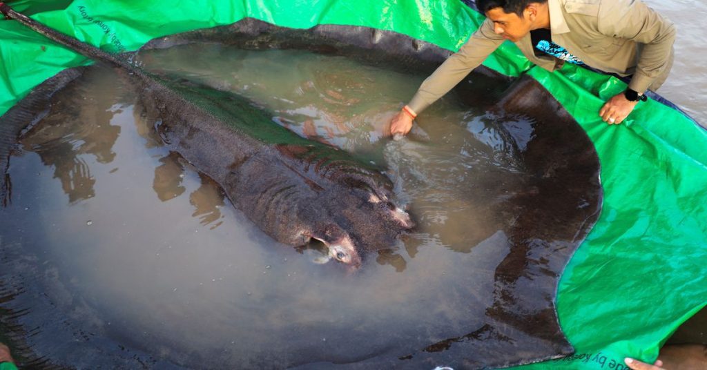 Mekong dorpelingen vangen zwaarste zoetwatervis ooit