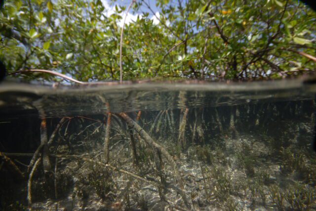 Aanzichten van bemonsteringslocaties tussen mangroven in de Guadeloupe-archipel in de Franse Caraïben, april-mei 2022. 