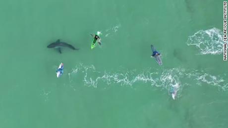 Drone-videoshows van surfers  Zeer nauwe ontmoeting met de grote witte haai  