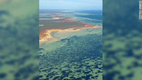Luchtfoto van Shark Bay, inclusief zeegras, dat als donkere vlekken in het water verschijnt.