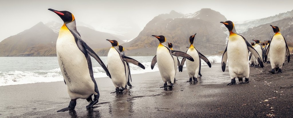 Wetenschappers hebben het DNA van een pinguïn geanalyseerd en iets heel fascinerends gevonden