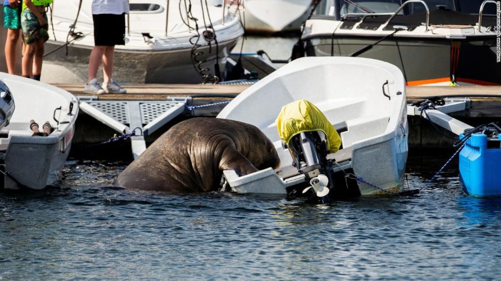 Freya, de gezonken walrusboot van 1.300 pond in Noorwegen, geëuthanaseerd