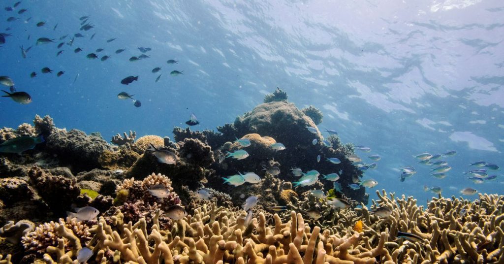 Delen van het Great Barrier Reef van Australië vertonen de hoogste koraalbedekking in 36 jaar