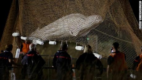 Een beluga-walvis gered uit de rivier de Seine geëuthanaseerd tijdens het transport, volgens de Franse autoriteiten