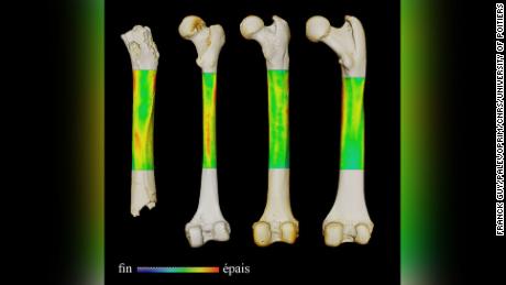 Deze afbeelding toont een diktecontrastkaart van het dijbeen (van links naar rechts) van een Sahelanthropus, een bestaande mens, en een chimpansee en een gorilla (in achteraanzicht). 