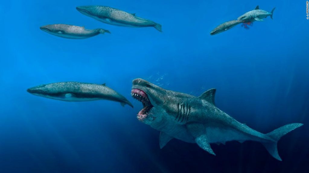 Wetenschappers zeggen dat de uitgestorven superroofdier megalodon groot genoeg was om orka's te eten
