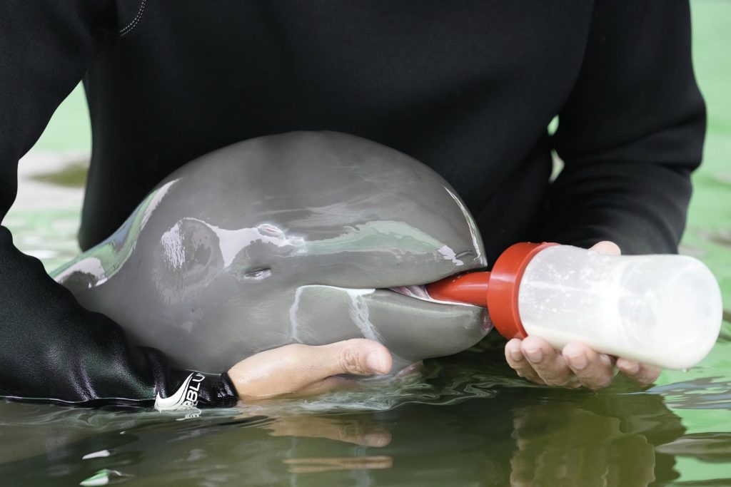 Ziek dolfijnkalf wordt beter met sondemelk, helpende handen