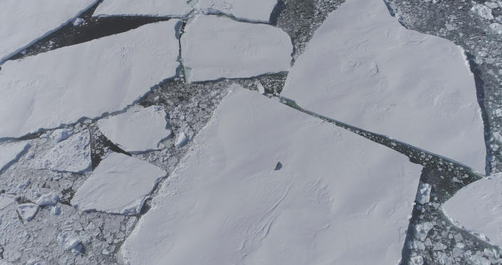 Een eenzame zeehond verschijnt van bovenaf op een ijsschots. 