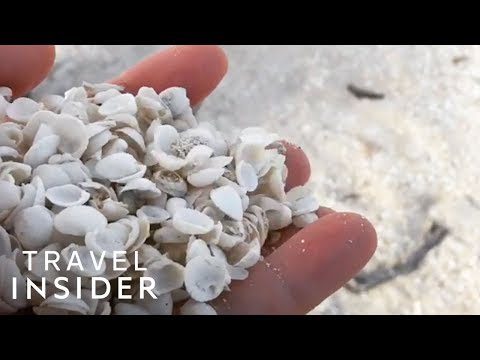 Australische video Het strand is volledig bedekt met kleine schelpen