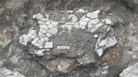 Fragmenten van het bekken en schild van een reuzenschildpad worden getoond op een opgravingslocatie in Noord-Spanje.