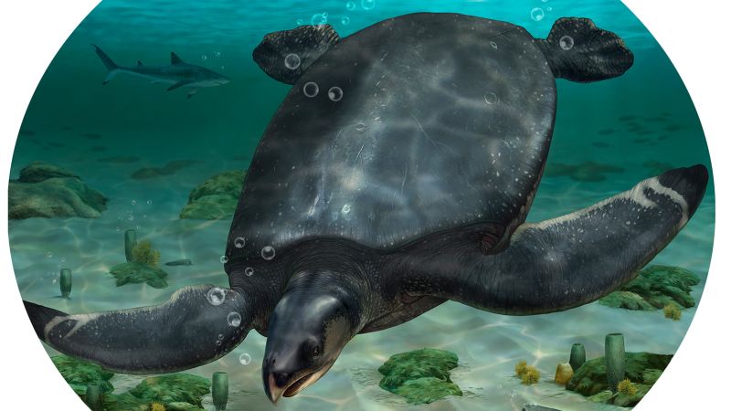 Onlangs is in Europa een gigantische prehistorische zeeschildpad ontdekt
