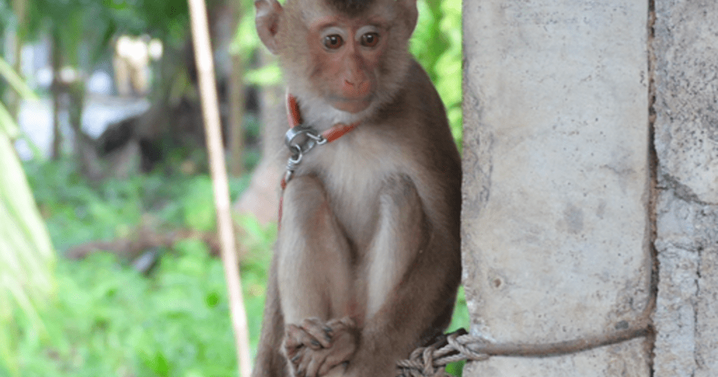 HelloFresh beschuldigd van het gebruik van kokosmelk verkregen uit apenhandel