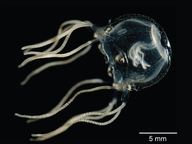 Jellyfish is een doorschijnend vierkant op een zwarte achtergrond om zijn interne structuur te visualiseren, zoals zijn kleine ogen aan de basis van zijn tentakels.