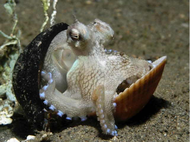 Octopus verstopt tussen twee schelpen op de zanderige zeebodem. 