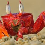 Krabben zijn niet de enige dingen die evolutie blijft maken.  Een deskundige legt uit.  : WetenschapAlert