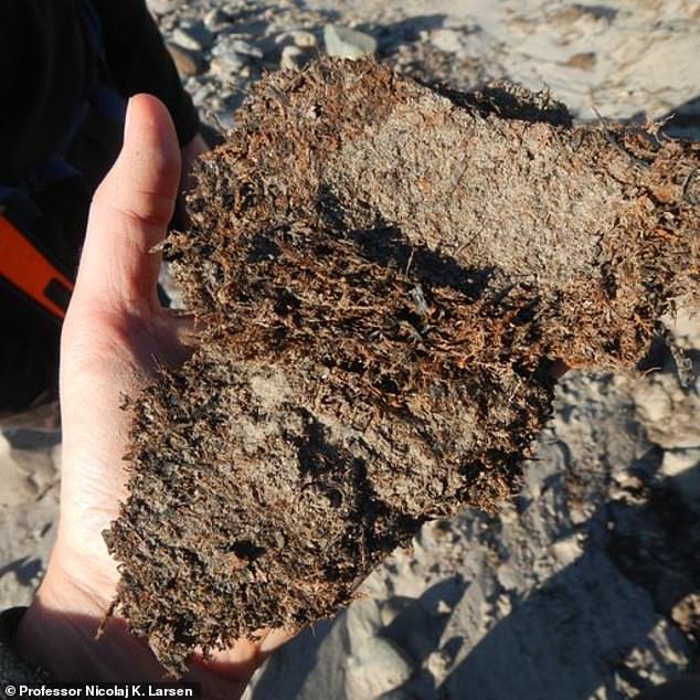 Vers ontdooide algen uit permafrostsedimenten aan de kust.  Het mos is ontstaan ​​door de erosie van de rivier die zo'n twee miljoen jaar geleden het landschap van Kapp Copenhaven doorsneed