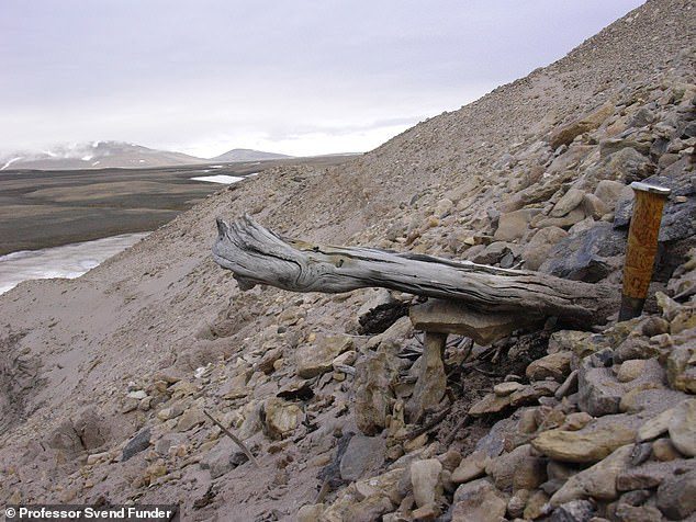 Een twee miljoen jaar oude stronk van een dennenboom zit nog steeds vast in de permafrost in de kustsedimenten.  De boom is door rivieren naar zee gevoerd die het voormalige boslandschap hebben uitgehold
