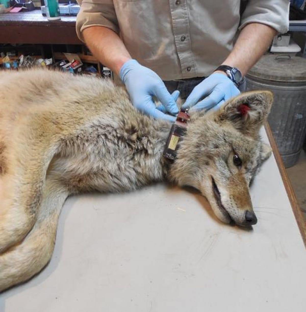 A scientist wearing gloves collars a wolf lying on its side.