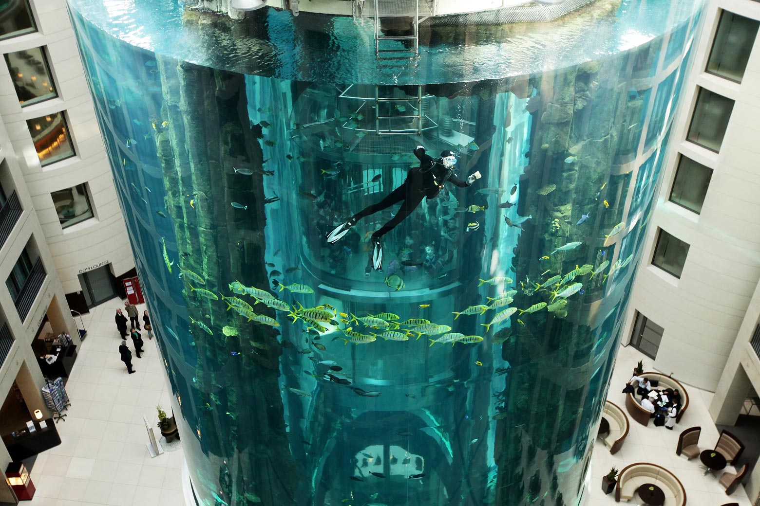 Een duiker maakt het glas van een gigantisch aquarium schoon terwijl vissen voorbij zwemmen.